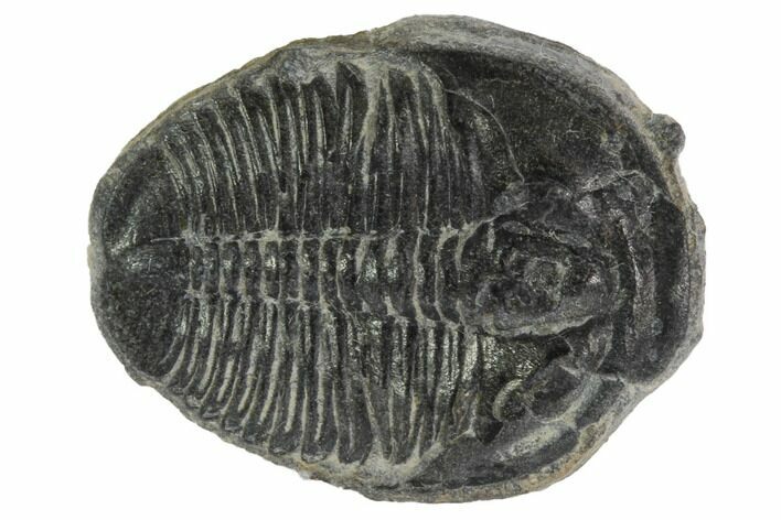 Elrathia Trilobite Fossil - Utah #97012